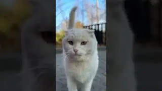 Encountered a White Cat in the Park, Chasing Me Thinking I Had Food! 🐱🏃&zwj;♂️