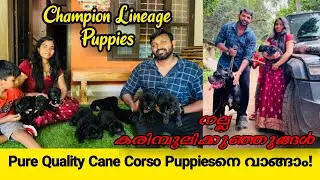 കരുത്തരായ കരിമ്പുലി കുഞ്ഞുങ്ങൾ ഇവിടെ ഉണ്ട്‌! Cane Corso High Quality Champion lineage Puppies Sale