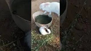 🌼 Gentle Hearts & Fluffy Dreams &ndash; Bunnies Enjoys #cuterabbit #rabbit #babyrabbit #babyanimals #viral