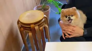 시골 텃밭 강아지 산책/vlog