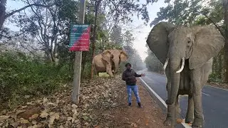 Elephant Corridor 🐘 Kaladhungi Night Safari | Jim Corbett To Kaladhungi Jungle Safari