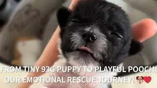 From Tiny 93g Puppy to Playful Pooch: Our Emotional Rescue Journey! 🐶❤️