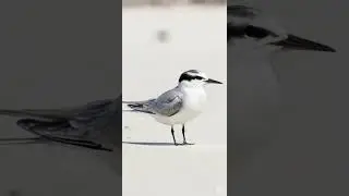 Meet the Fairy Tern an endangered bird #fairytern #viralbirds #birds #nzbird #nature #viralshorts