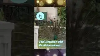 Peacock Dance #peacock #dance #music #mesmerizing #youtubeshorts #ytshorts #vibes #divine #feather