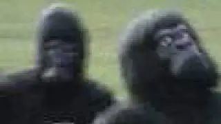 Gorillas at the Heads of Ayr Farm Park