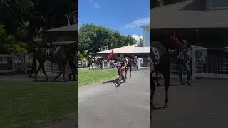 Flemington videos 🔜 #horse #thoroughbred #thoroughbredracing #edit #shorts #tiktokaudios #fyp #viral