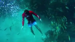 FEEDING FISHES IN THE DOMINICAN REPUBLIC REEF 🪸 🇩🇴