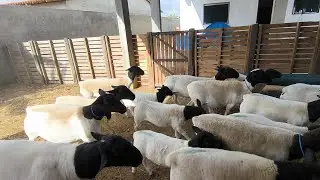 CRIAÇÃO DE OVELHA DA RAÇA DORPER OLHA QUE REBANHO TOP  
