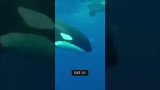 Why Don&rsquo;t Killer Whales Attack Humans?