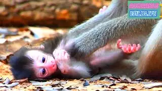 Tiny, cute baby monkey looks so nice with mommy, Adorable Wildlife