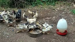 Duck farming. Benefits of duck eggs.