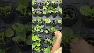 04 Ernte mit SNatGarden System Mountain Tree Ecohaus