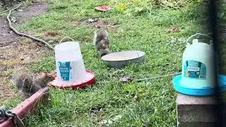 Squirrel takeover party