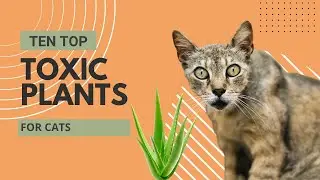 10 Toxic Plants That Could Harm Your Cat 🐾 (And Safe Alternatives to Keep at Home)