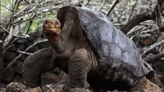 Ancestor's Trail 2013: Eleanor Chubb - Tortoise and Reptile Conservation