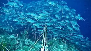 WAWW TORNADO BIG EYE TREVALLY-Ribuan Ekor Ikan Mata Belo