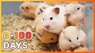 Узнайте, как растут детеныши хомяков: от 0 до 100 дней!