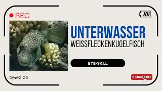 Unterwasser 🤿📷🐟 Wei&szlig;flecken-Kugelfisch