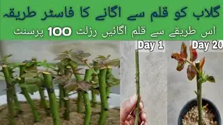 Rose Cutting New Method | Gulab Ki Kalam Lagane Ka New Tareka | Amazing Result 100%