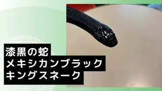 漆黒の蛇メキシカンブラックキングスネーク🐍#メキシカンブラックキングスネーク#メキブラ#ヘビ##蛇#爬虫類#爬虫類カフェ#爬虫類のいる生活
