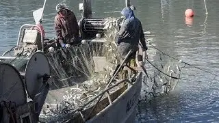 Fisherman Catching Tons of Herring in SF Bay