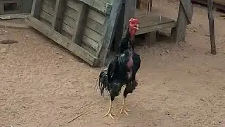 Escapou e ficou solto! 