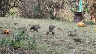 Man made forest 🌳kafal hill homestay #nature #birds #birdwatching #chaukori @kafalhill