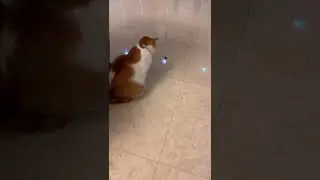 DALI THE CAT & OLD COCKROACH CAR