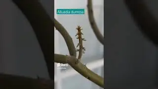 Stick Plant Update! Alluaudia dumosa 11 days growth progress