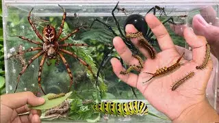 hunting insect and spider in the wild‼️catch spider, caterpillar, north American wheel bug,centipede