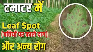 टमाटर की पत्तियों पर काले दाग | Barsaat me tamater ko leaf spot or Anya rogon se kaise bachaye 