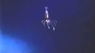 Cephalopod video: Brachioteuthis beanii