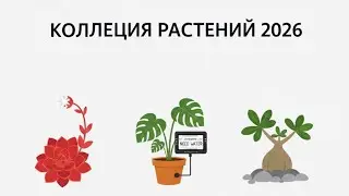 Обзор коллекции суккулентов 2026: Зимнее цветение, линька литопса и датчик на Arduino