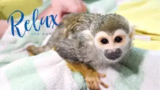 Baby Monkey oLLie Has RELAXING Spa Bath (NOT Clickbait 😉)