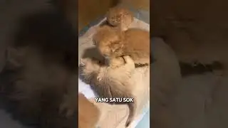 So Cute! 3 Little Cats Playing and Making You Adorable 🐱💛. #funnycats #catlover #petlovers #viralcat