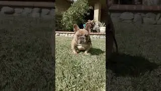 Gabwell's  Midori #dog #dogbreed #puppy #frenchbulldog #dogofyoutube #viralvideo #viralshorts