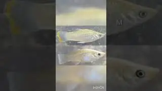 Difference Between Male And Female Molly Fish || Molly Fish #shorts