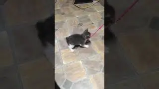 Cats going wild
