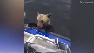 Fishermen rescue two drowning wild brown bear cubs from a Russian lake