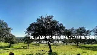 Planeta en Conserva en la montanera de Navarretinto (Extremadura)...
