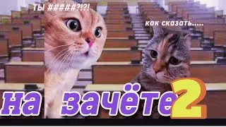 НА ЗАЧЁТЕ 2 ЧАСТЬ / ГОВОРЯЩИЕ КОТЫ МЕМ 2024 / АНИМАЦИЯ КОМИКС МАНГА / МИЛО