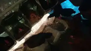Farm tour #desieggs #chicken #freerangechickens #singrauragrofarm #murga #farming #shorts #video 