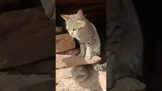 हाई मधु #viralvideo #trendingvideo #cutecat #sorting #viralvideo #pahadi #song