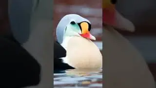 #$#@$## king eider duck song @AliHunterKing #$@StoryBirds