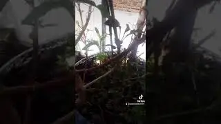 ¡¡Semillas de Epazote!!
