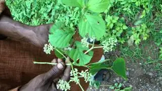 Tertiary Ingredients of Boesenbergia rotunda Formulations: Pankaj Oudhia's Medicinal Plant Database