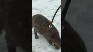 Stray cat 