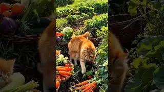 A Sweet Orange Cat Mom Harvests Vegetables with Her Kittens 🌽🐾 