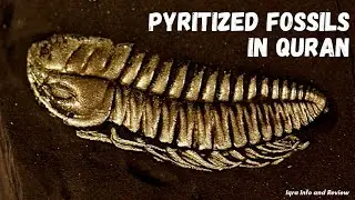 Pyritized fossils in Quran #quran #allah #fossil #iron #gold #rock #muslim #science #quranvideo #new