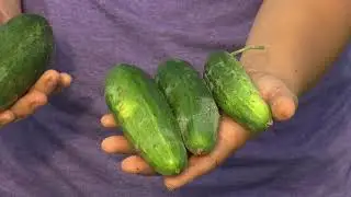 Maryland Farm & Harvest: Cucumbers to Pickles